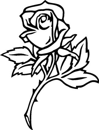 Belcrest Rose