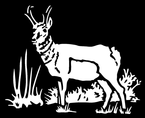 Antelope01